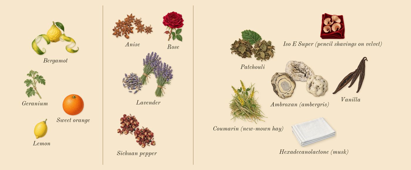 Sauvage’s scent picture, a draft: bergamot, sichuan pepper, lavender, anise, vanilla, ambroxan (ambergris) drawn so far; dashed outlines where nothing is drawn yet