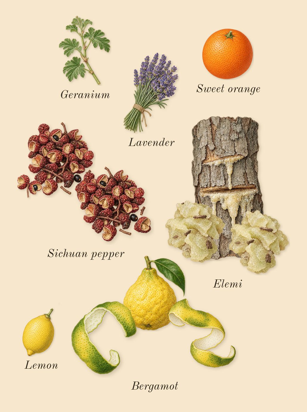 Sauvage, top notes: Bergamot, Elemi, Sichuan pepper, Lemon, Lavender, Geranium, Sweet orange