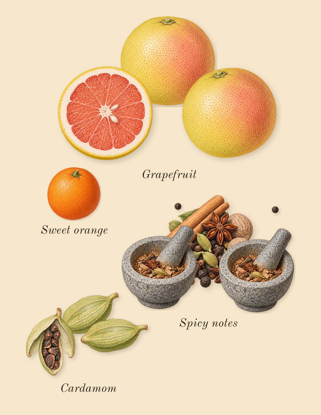 Sauvage, top notes: Grapefruit, Spicy notes, Cardamom, Sweet orange