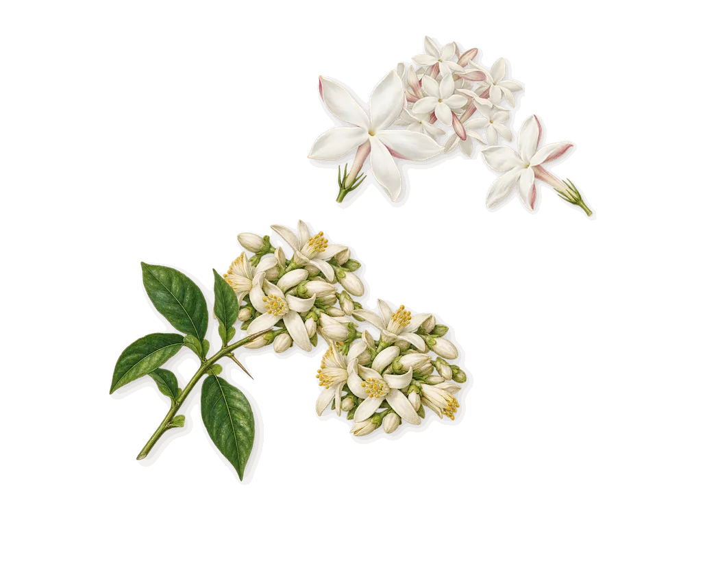 Do Son, as it settles: Orange blossom, Jasmine