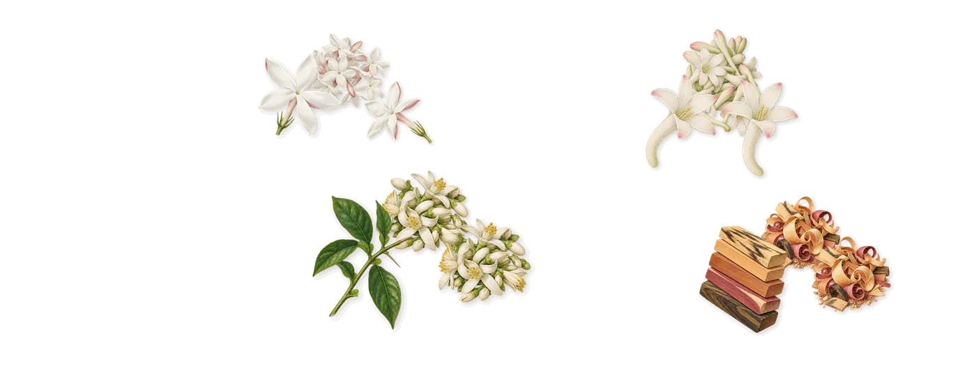 Do Son’s scent picture, a draft: tuberose, orange blossom, jasmine, woody notes drawn so far; dashed outlines where nothing is drawn yet