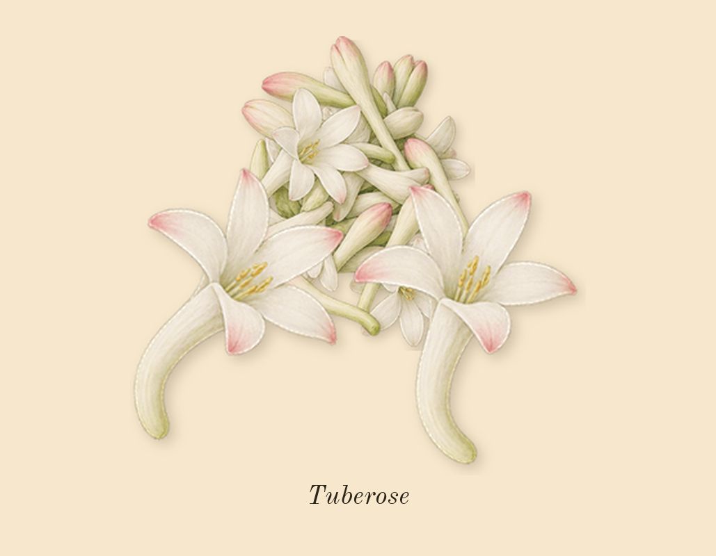 Do Son, dry-down: Tuberose