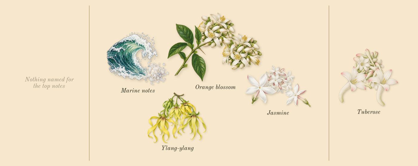 Do Son’s scent picture, a draft: tuberose, orange blossom, jasmine, marine notes, ylang-ylang drawn so far; dashed outlines where nothing is drawn yet