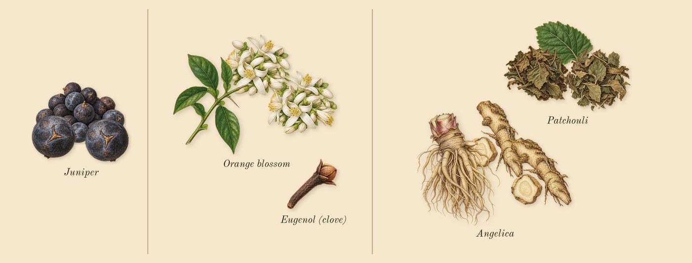 Eau des Sens’s scent picture, a draft: orange blossom, angelica, patchouli, juniper, eugenol (clove) drawn so far; dashed outlines where nothing is drawn yet