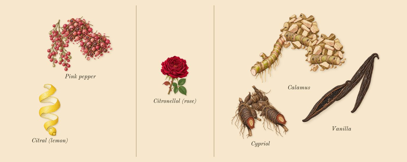 Eau Duelle’s scent picture, a draft: vanilla, pink pepper, cypriol, calamus, citral (lemon), citronellol (rose) drawn so far; dashed outlines where nothing is drawn yet
