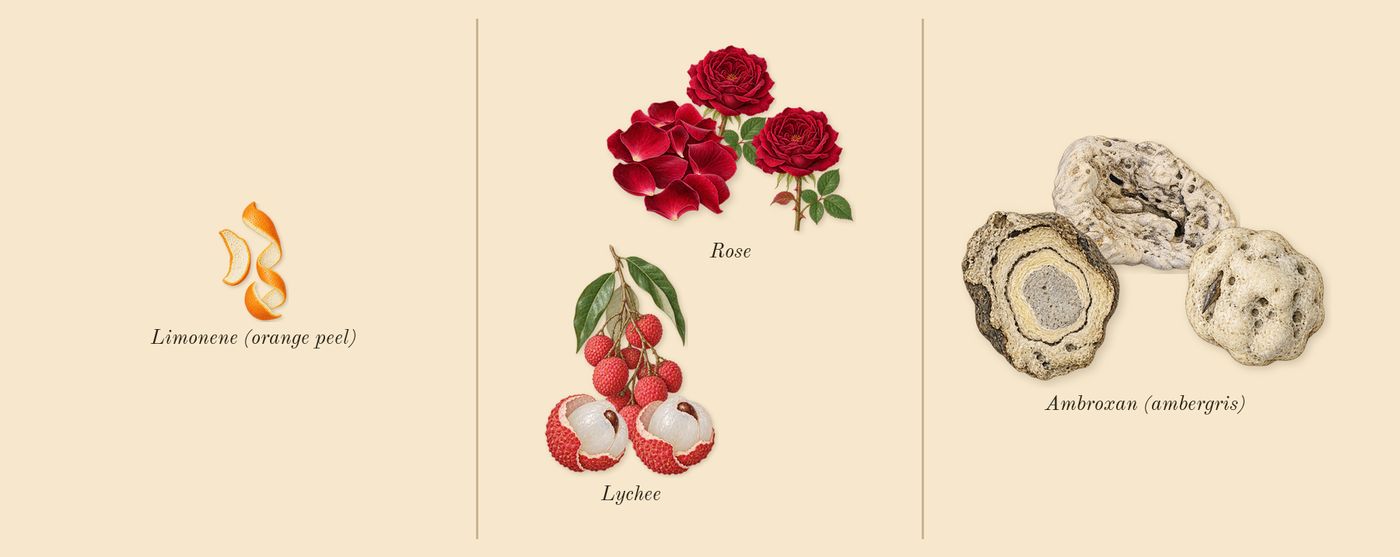 Eau Rose’s scent picture, a draft: rose, lychee, ambroxan (ambergris), limonene (orange peel) drawn so far; dashed outlines where nothing is drawn yet