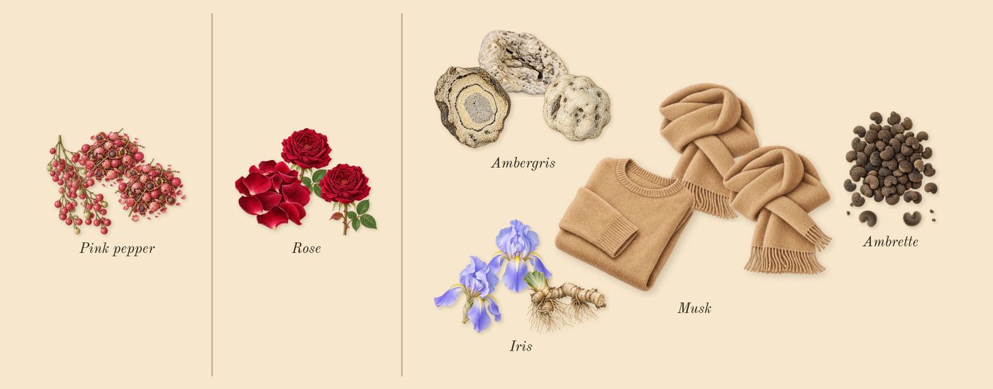 Fleur de Peau’s scent picture, a draft: musk, iris, ambrette, pink pepper, rose, ambergris drawn so far; dashed outlines where nothing is drawn yet