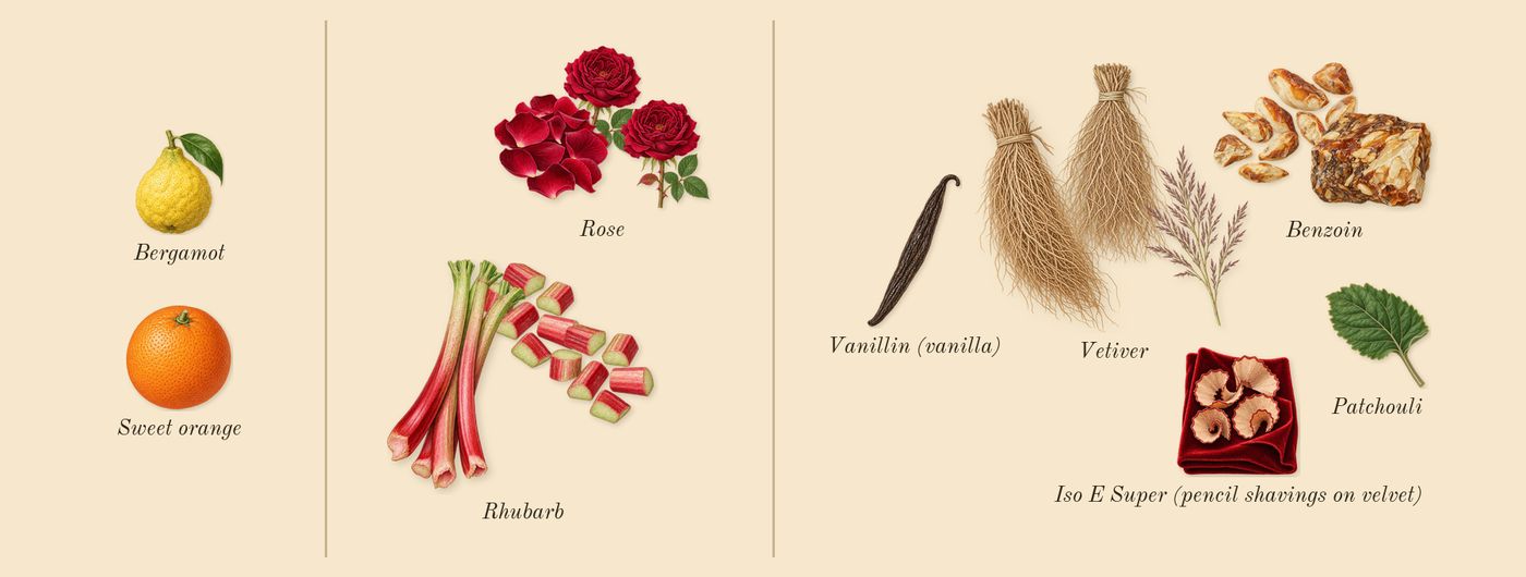 Lazulio’s scent picture, a draft: rhubarb, benzoin, vetiver, rose, bergamot, patchouli drawn so far; dashed outlines where nothing is drawn yet
