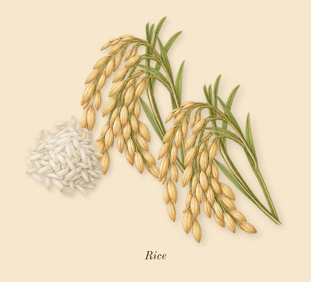 L'Eau Papier, heart: Rice