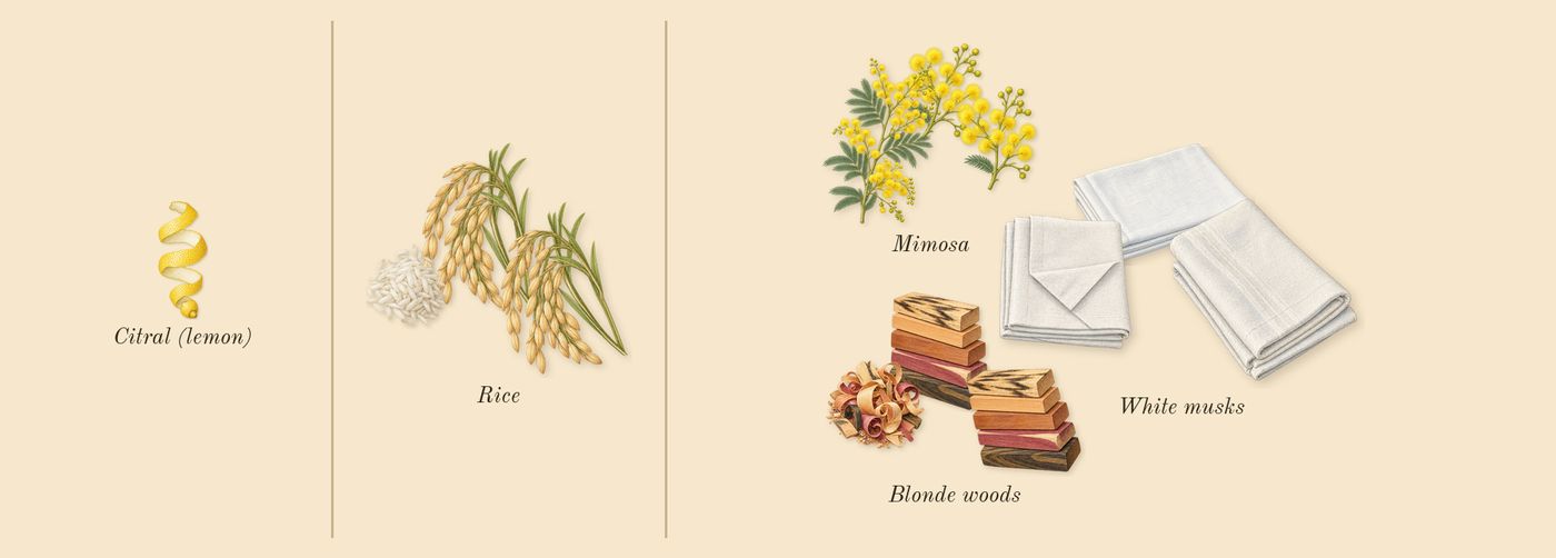 L'Eau Papier’s scent picture, a draft: white musks, mimosa, blonde woods, rice, citral (lemon) drawn so far; dashed outlines where nothing is drawn yet