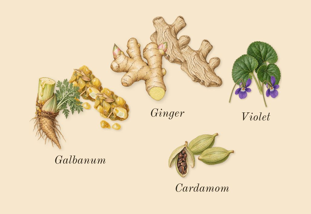Lilyphéa, top notes: Cardamom, Violet, Galbanum, Ginger