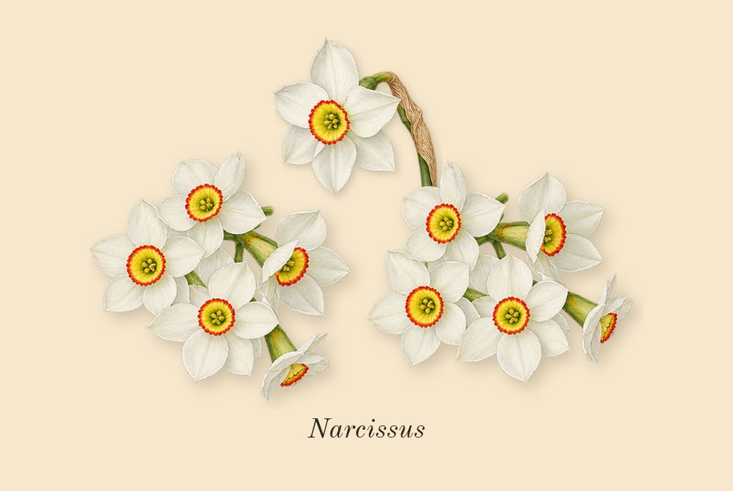 Olène, dry-down: Narcissus