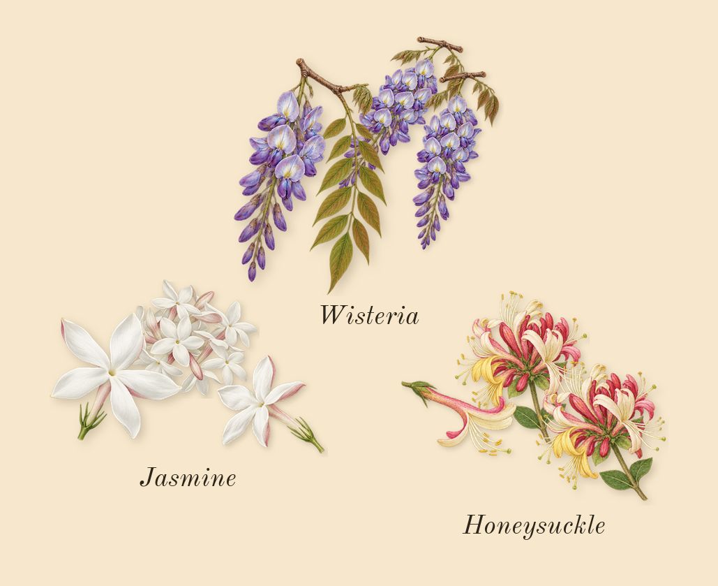 Olène, heart: Wisteria, Honeysuckle, Jasmine