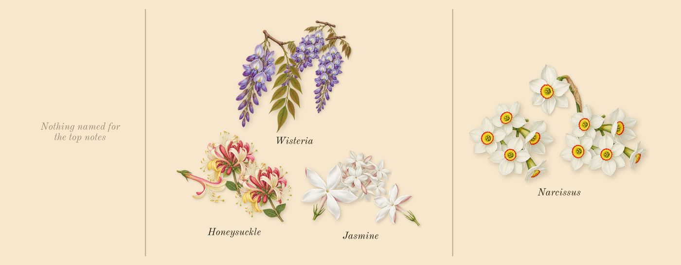 Olène’s scent picture, a draft: wisteria, honeysuckle, jasmine, narcissus drawn so far; dashed outlines where nothing is drawn yet