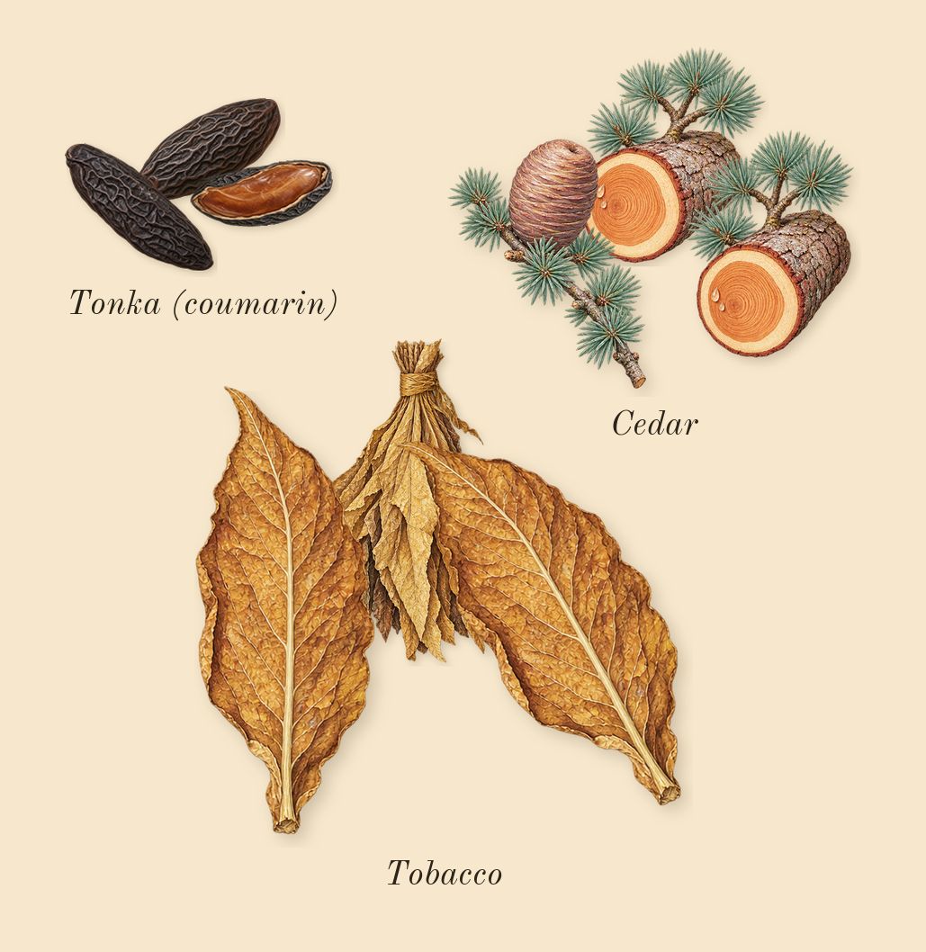 Orphéon, dry-down: Cedar, Tonka (coumarin), Tobacco