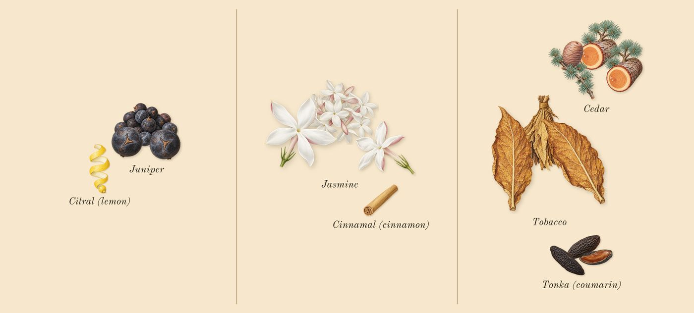 Orphéon’s scent picture, a draft: juniper, cedar, tonka (coumarin), jasmine, tobacco, citral (lemon) drawn so far; dashed outlines where nothing is drawn yet