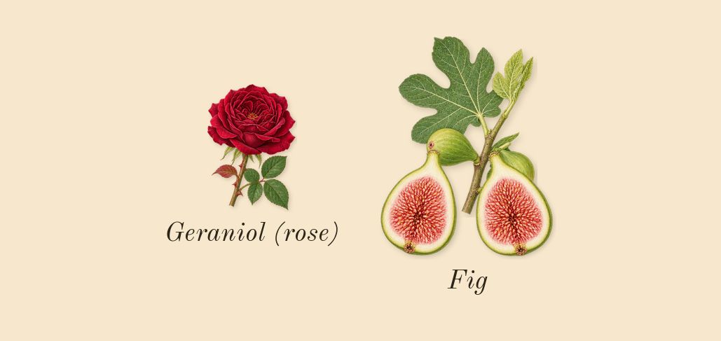 Philosykos, heart: Fig, Geraniol (rose)