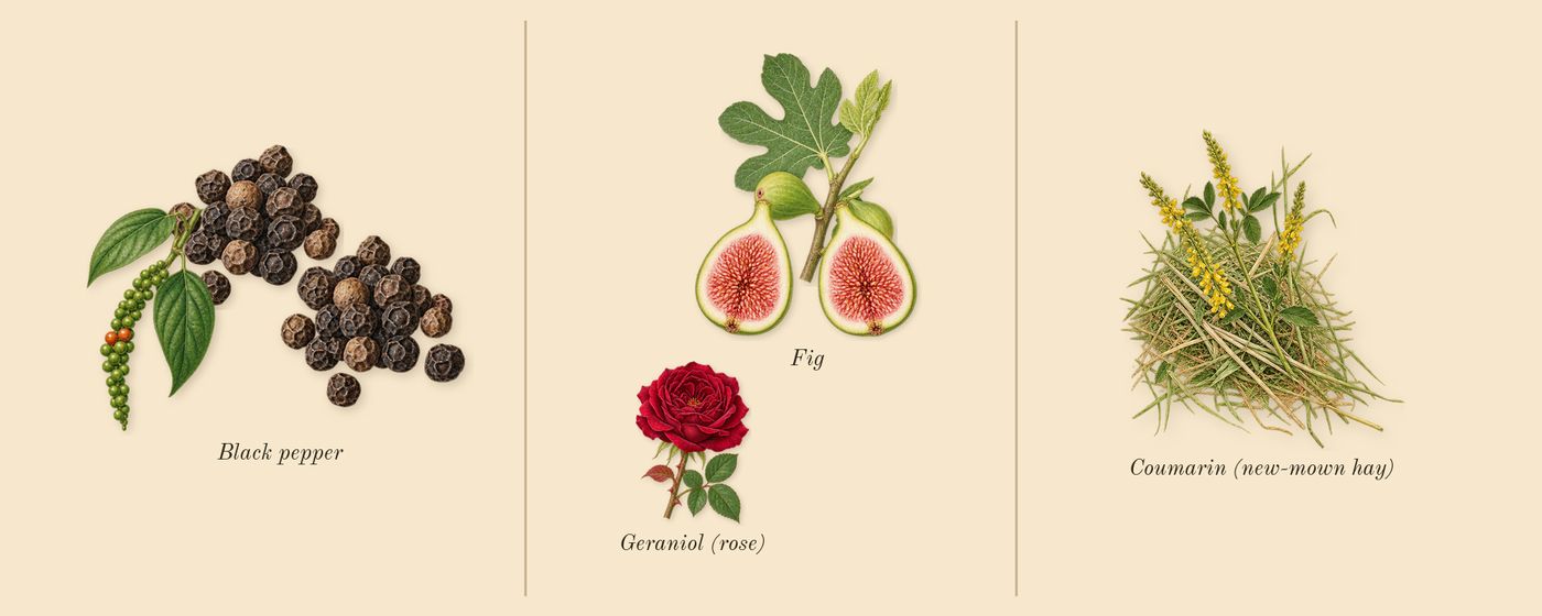 Philosykos’s scent picture, a draft: fig, black pepper, coumarin (new-mown hay), geraniol (rose) drawn so far; dashed outlines where nothing is drawn yet