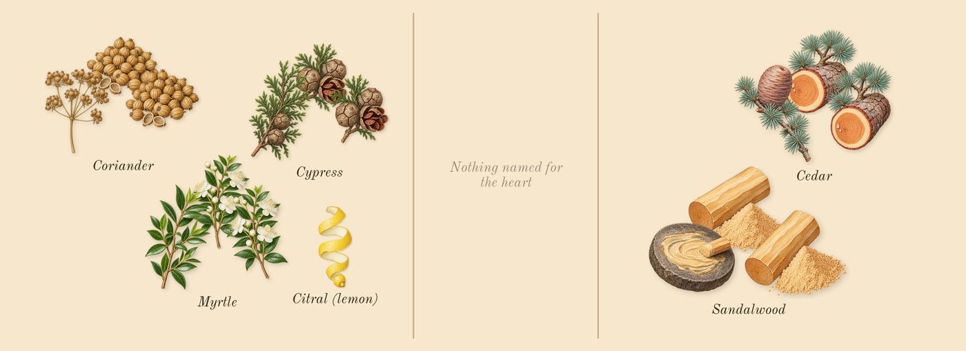 Tam Dao’s scent picture, a draft: sandalwood, cedar, cypress, coriander, myrtle, citral (lemon) drawn so far; dashed outlines where nothing is drawn yet