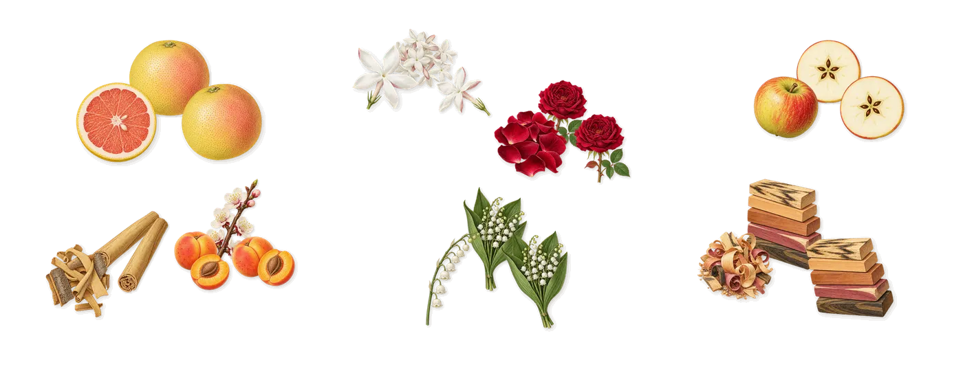 Be Delicious Fresh Blossom’s scent picture, a draft: grapefruit, cinnamon, apricot, lily of the valley, rose, jasmine drawn so far; dashed outlines where nothing is drawn yet