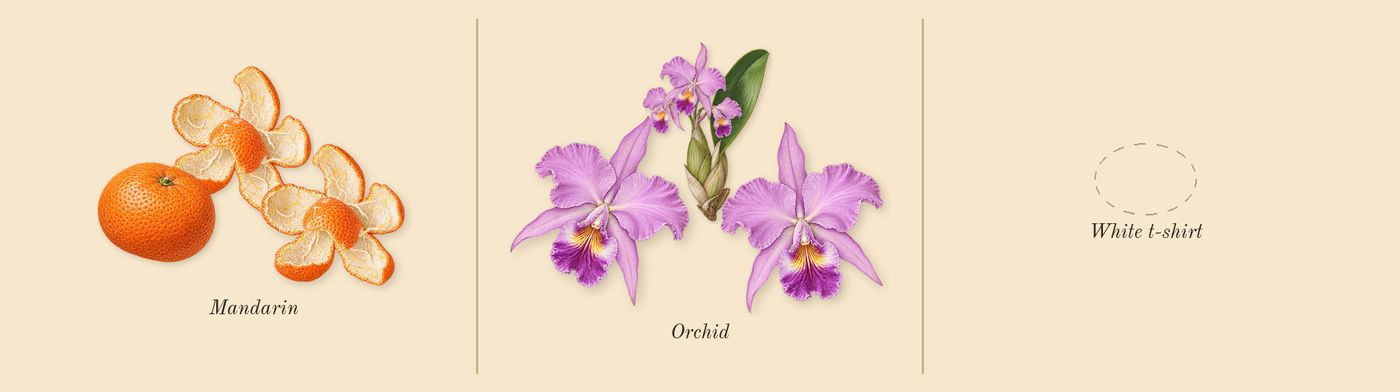 Women’s scent picture, a draft: mandarin, orchid drawn so far; dashed outlines where nothing is drawn yet