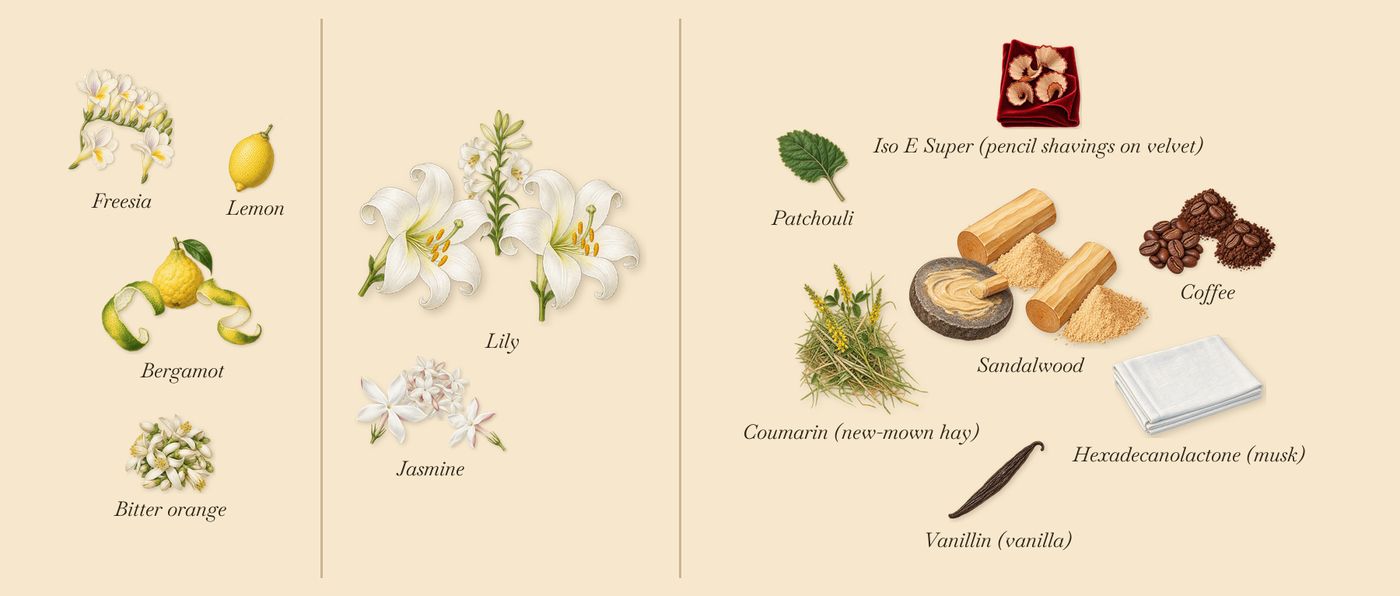 By Woman Re-Edition’s scent picture, a draft: bergamot, freesia, lily, jasmine, sandalwood, coffee drawn so far; dashed outlines where nothing is drawn yet
