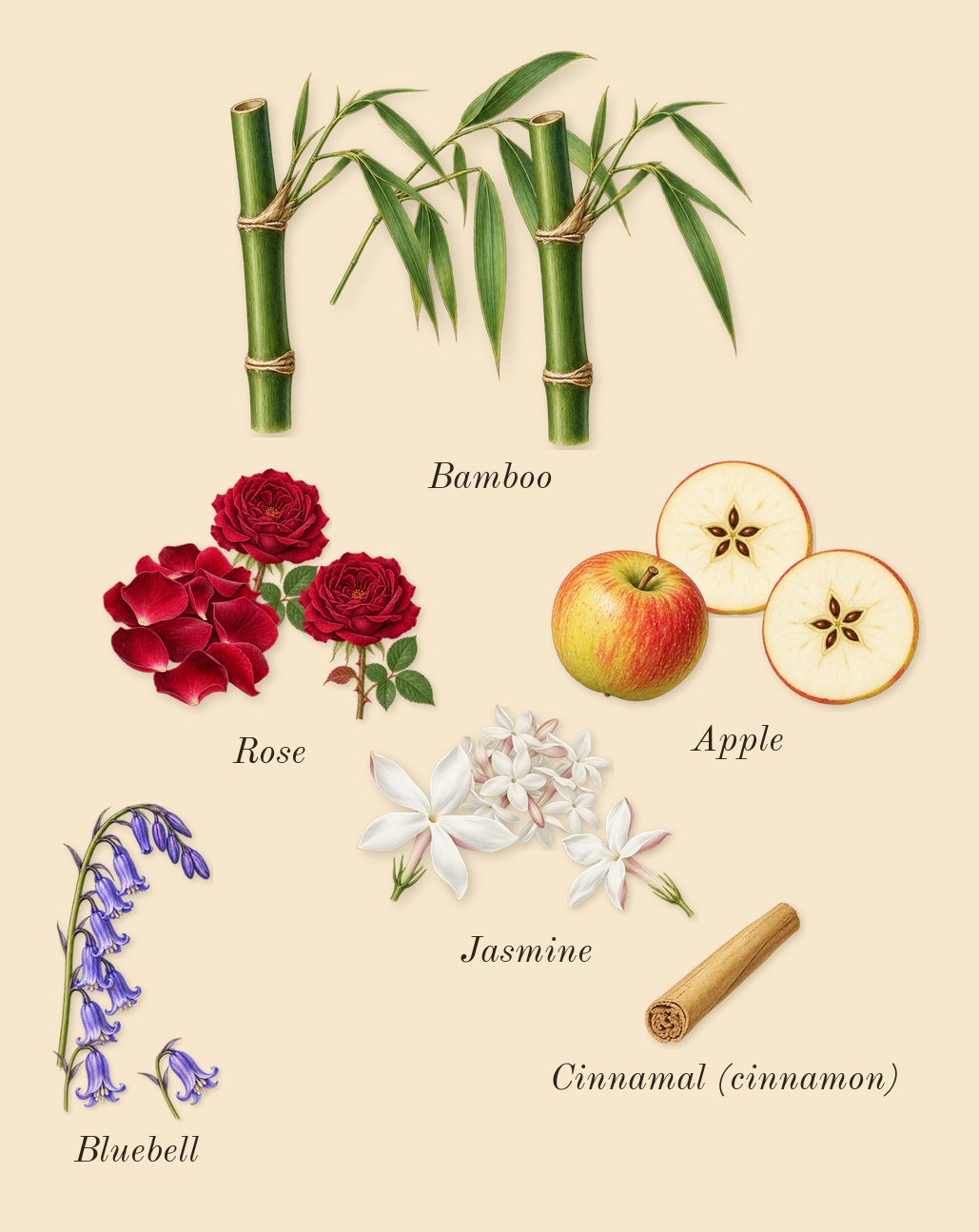 Light Blue, heart: Apple, Bluebell, Bamboo, Jasmine, Rose, Cinnamal (cinnamon)