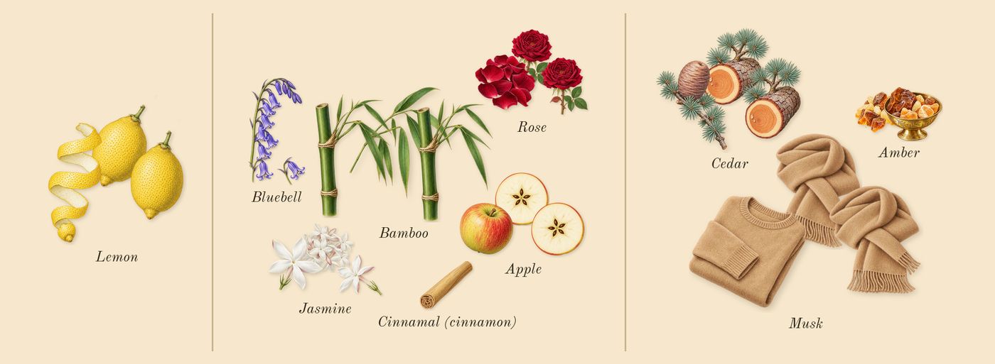 Light Blue’s scent picture, a draft: lemon, apple, cedar, bluebell, bamboo, jasmine drawn so far; dashed outlines where nothing is drawn yet