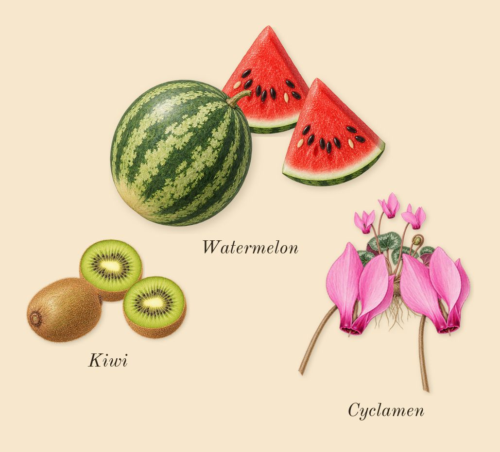 L'Impératrice, heart: Watermelon, Cyclamen, Kiwi