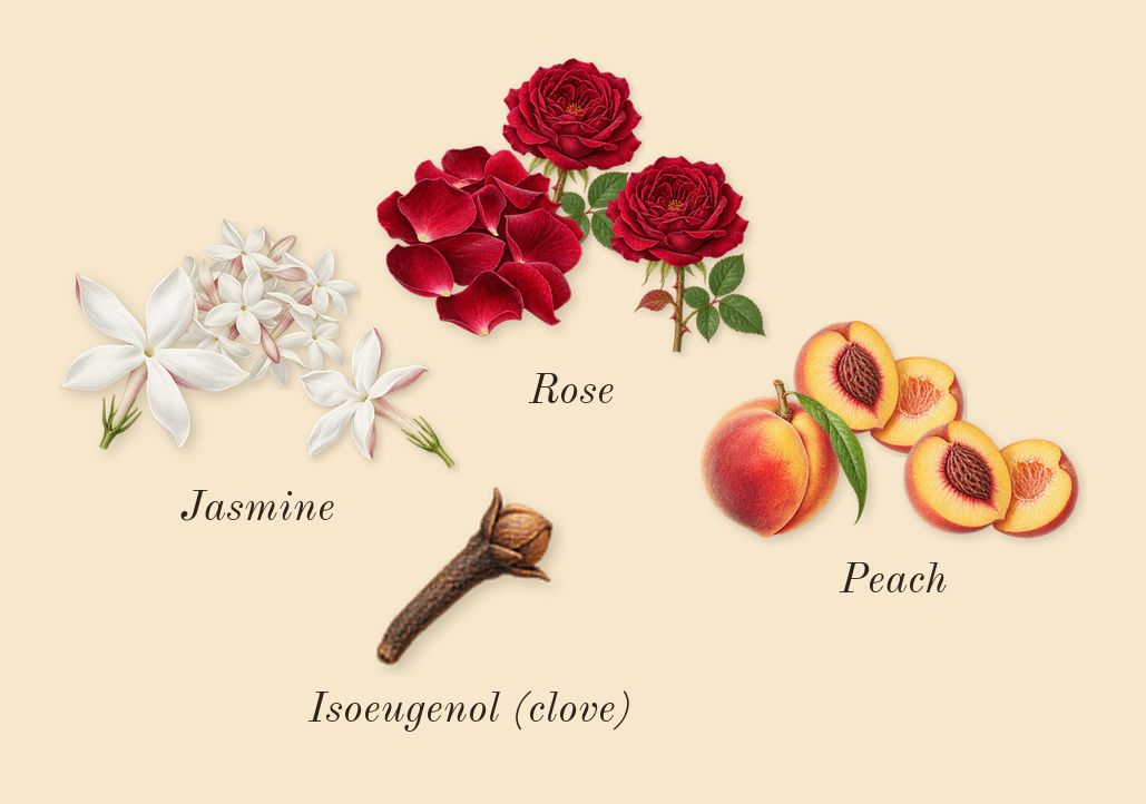 The One, heart: Rose, Peach, Jasmine, Isoeugenol (clove)