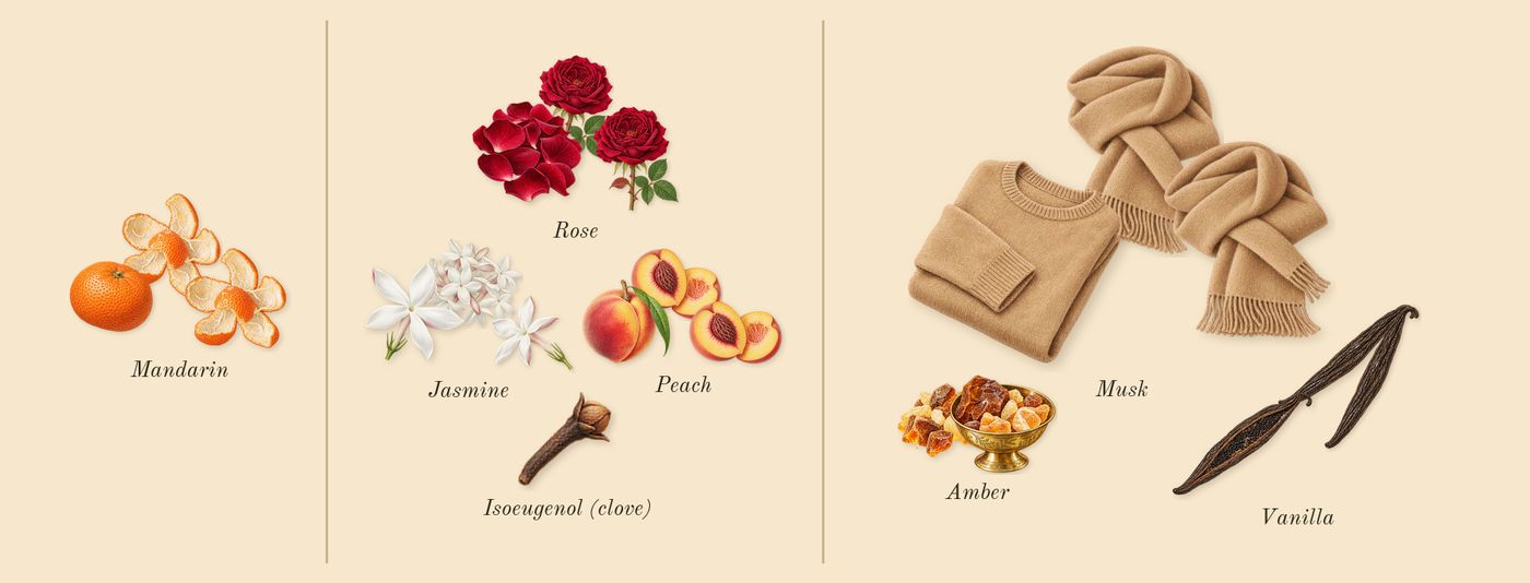 The One’s scent picture, a draft: mandarin, rose, vanilla, peach, jasmine, amber drawn so far; dashed outlines where nothing is drawn yet