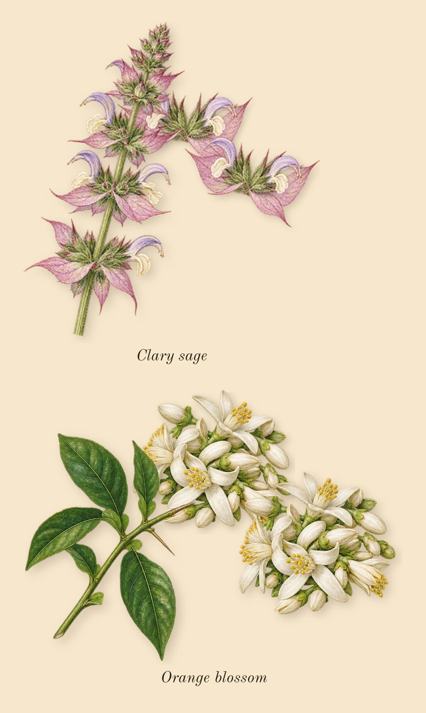The One for Men, heart: Clary sage, Orange blossom