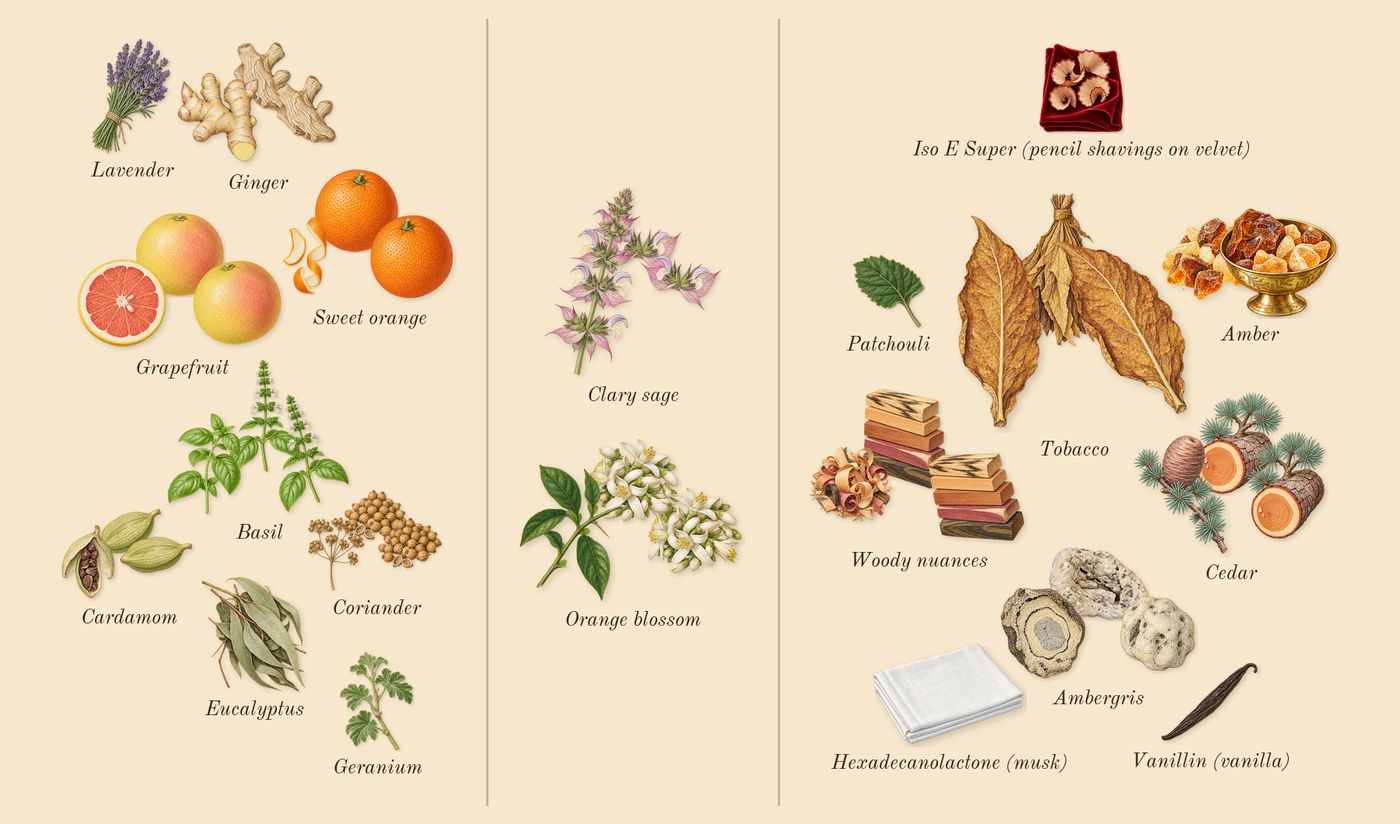 The One for Men’s scent picture, a draft: sweet orange, grapefruit, clary sage, tobacco, amber, woody nuances drawn so far; dashed outlines where nothing is drawn yet