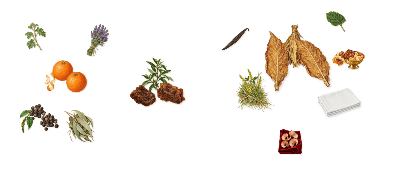 The One for Men’s scent picture, a draft: black pepper, sweet orange, labdanum, tobacco, amber, patchouli drawn so far; dashed outlines where nothing is drawn yet