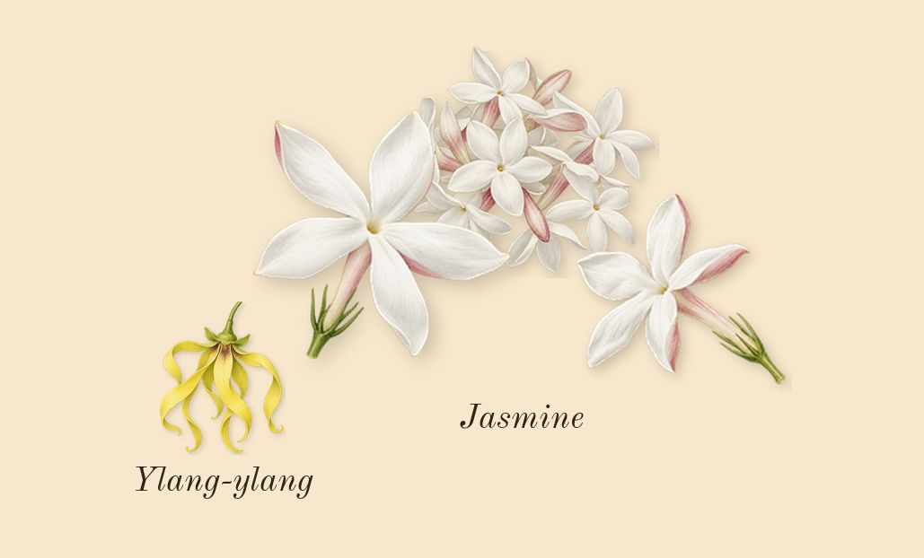 The One Intense, heart: Jasmine, Ylang-ylang