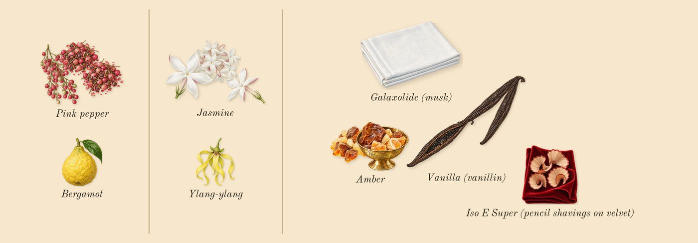 The One Intense’s scent picture, a draft: pink pepper, jasmine, vanilla (vanillin), amber, bergamot, ylang-ylang drawn so far; dashed outlines where nothing is drawn yet