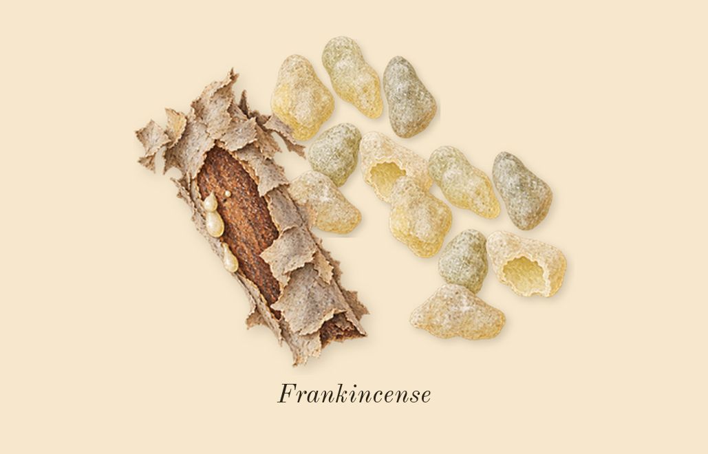 Velvet Desert Oud, top notes: Frankincense
