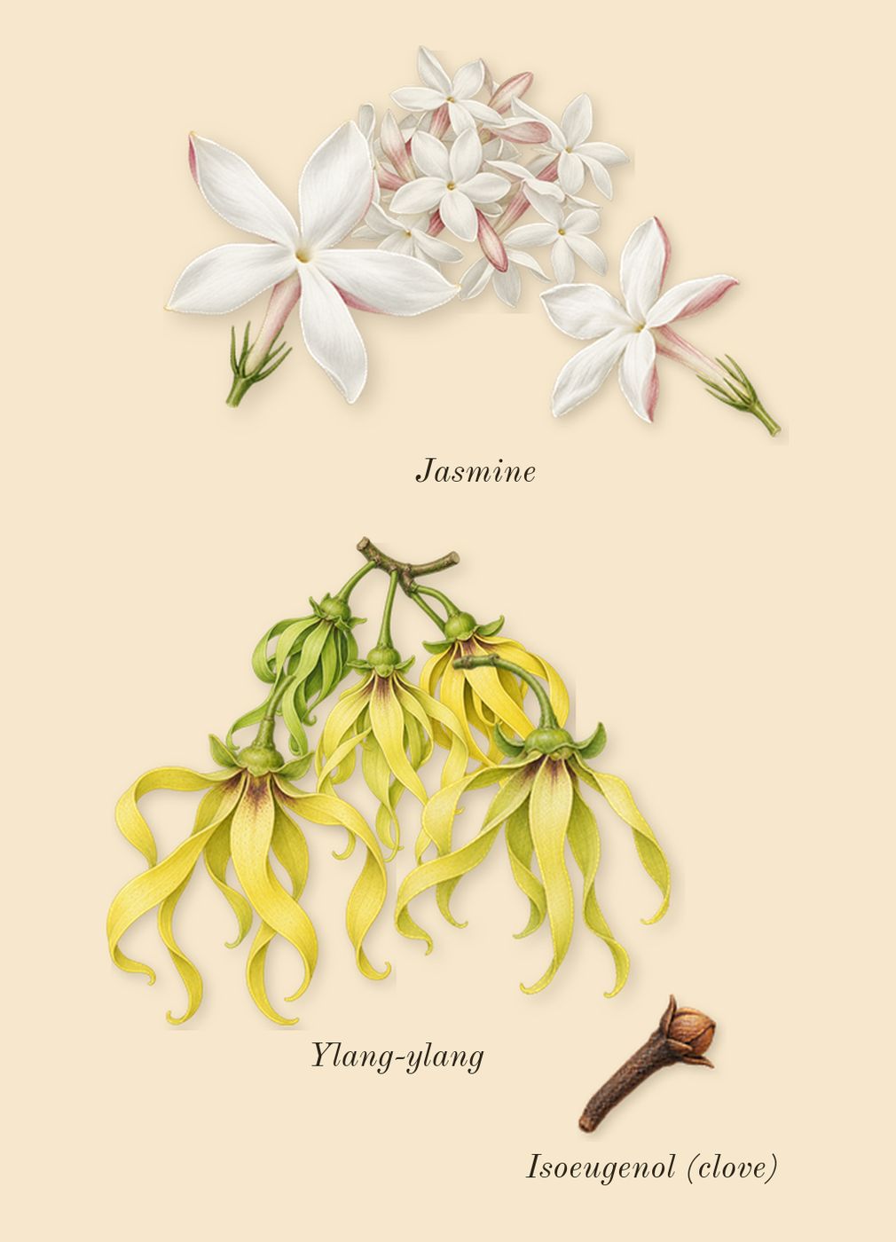 Cashmere Mist, heart: Jasmine, Ylang-ylang, Isoeugenol (clove)