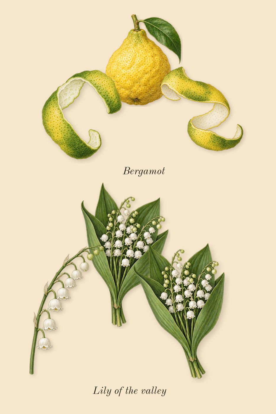 Cashmere Mist, top notes: Lily of the valley, Bergamot
