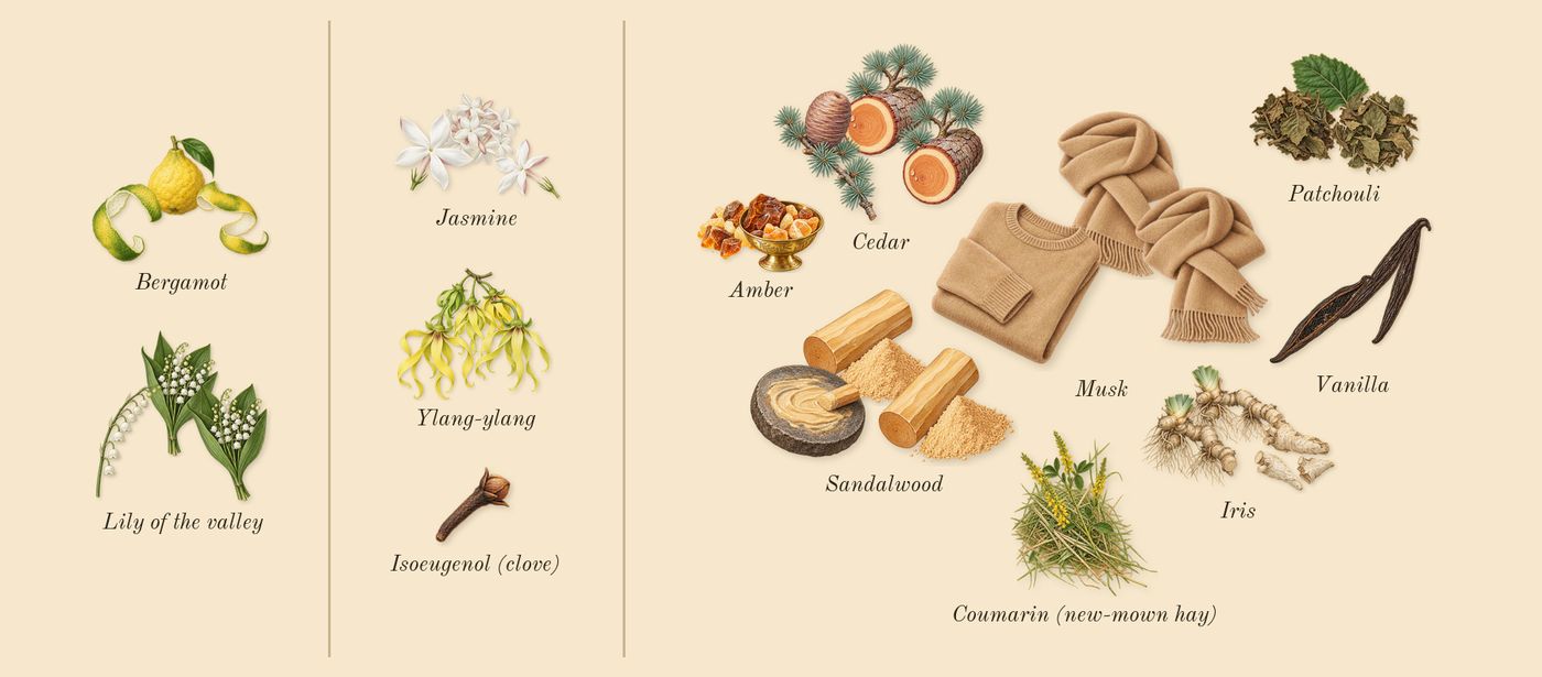 Cashmere Mist’s scent picture, a draft: lily of the valley, jasmine, sandalwood, bergamot, ylang-ylang, iris drawn so far; dashed outlines where nothing is drawn yet