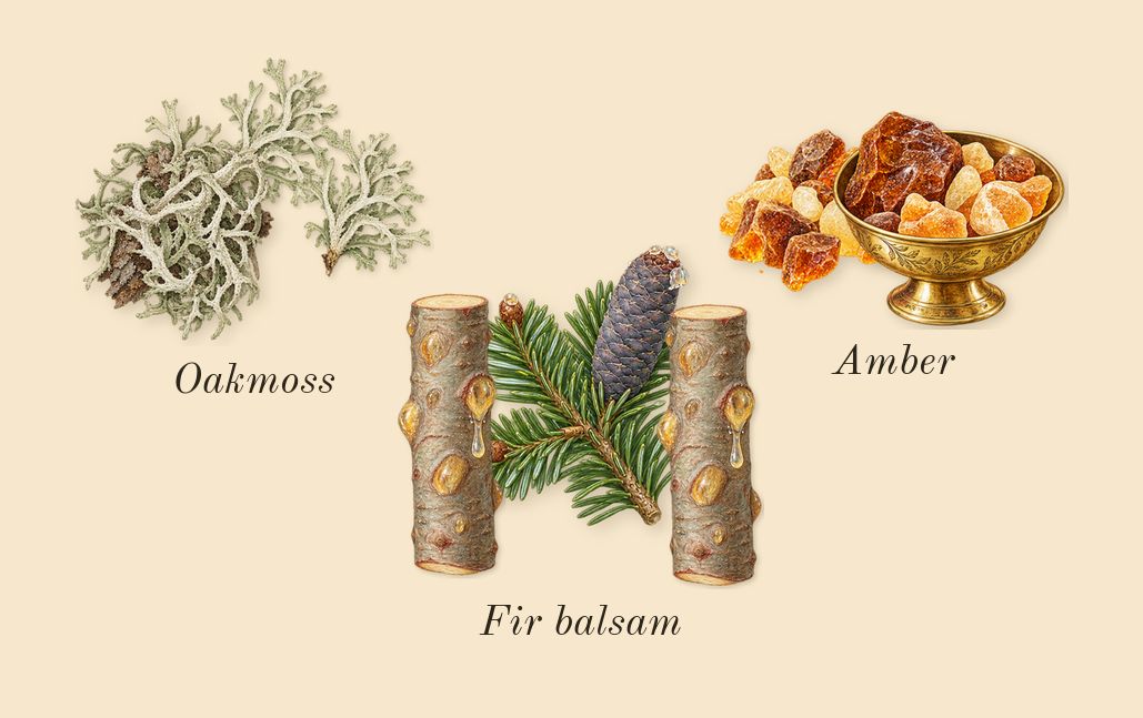 Ambery Saffron, dry-down: Oakmoss, Fir balsam, Amber