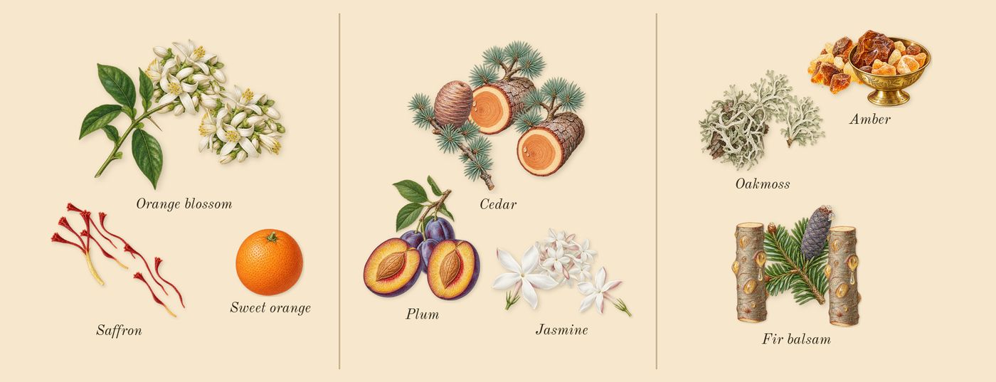 Ambery Saffron’s scent picture, a draft: saffron, orange blossom, jasmine, plum, cedar, oakmoss drawn so far; dashed outlines where nothing is drawn yet