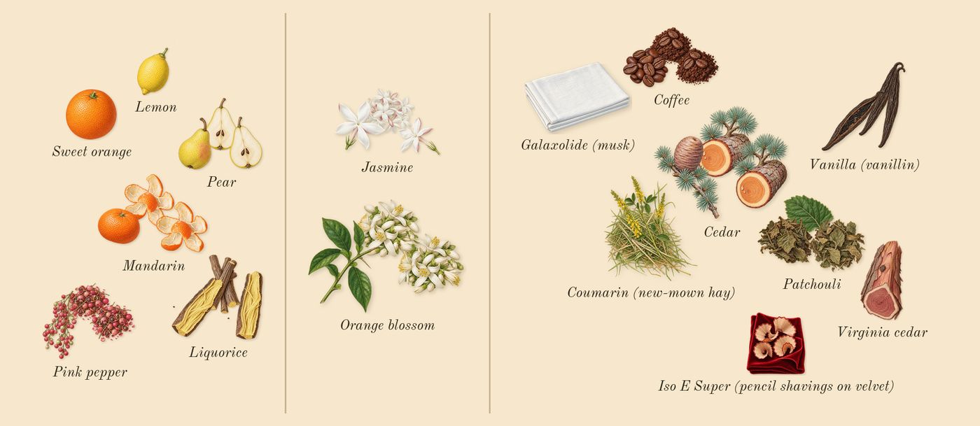 Ambery Vanilla’s scent picture, a draft: mandarin, pear, pink pepper, liquorice, jasmine, orange blossom drawn so far; dashed outlines where nothing is drawn yet