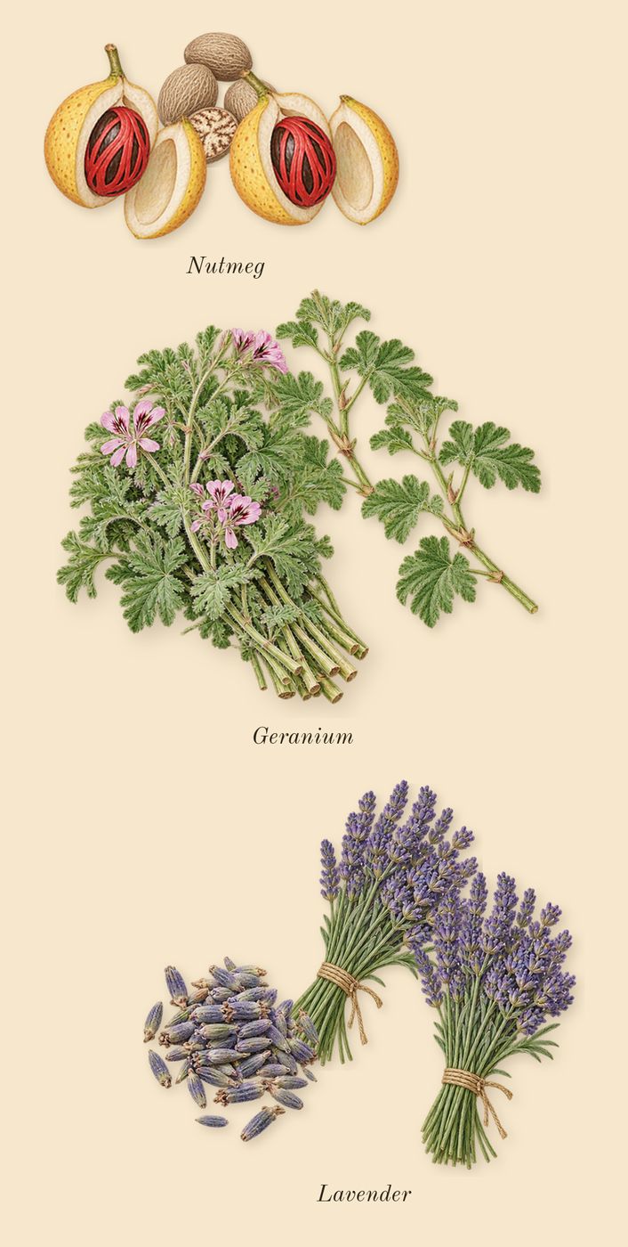 Aromatic Star Anise, heart: Lavender, Nutmeg, Geranium