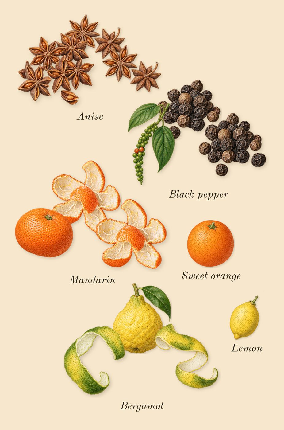 Aromatic Star Anise, top notes: Bergamot, Black pepper, Anise, Mandarin, Sweet orange, Lemon