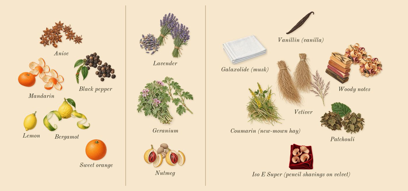 Aromatic Star Anise’s scent picture, a draft: bergamot, black pepper, anise, lavender, nutmeg, geranium drawn so far; dashed outlines where nothing is drawn yet