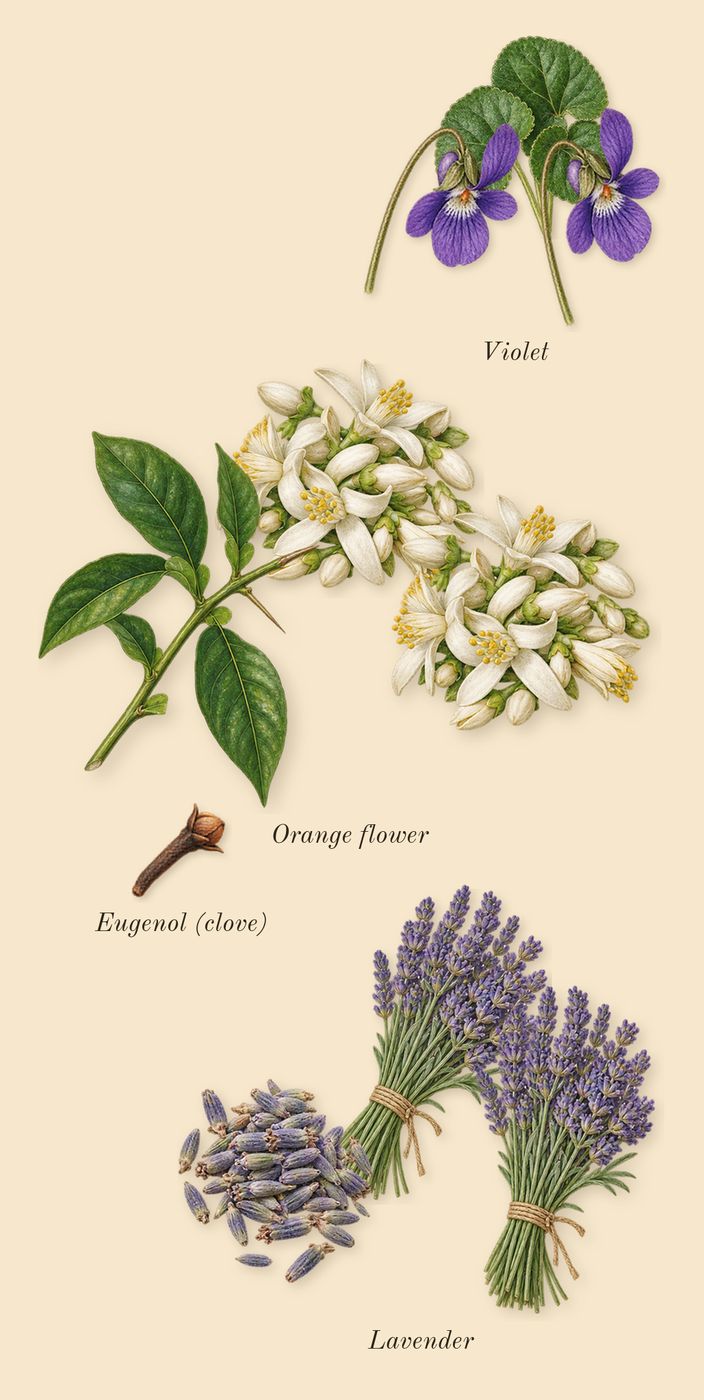 Caramelized Lavender & Hazelnut, heart: Lavender, Violet, Orange flower, Eugenol (clove)