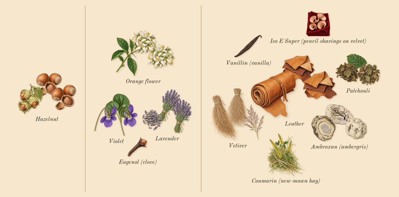Caramelized Lavender & Hazelnut’s scent picture, a draft: hazelnut, lavender, violet, orange flower, patchouli, vetiver drawn so far; dashed outlines where nothing is drawn yet