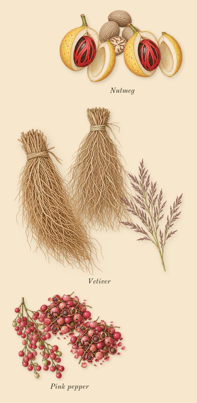Citrus Ginger, heart: Vetiver, Pink pepper, Nutmeg
