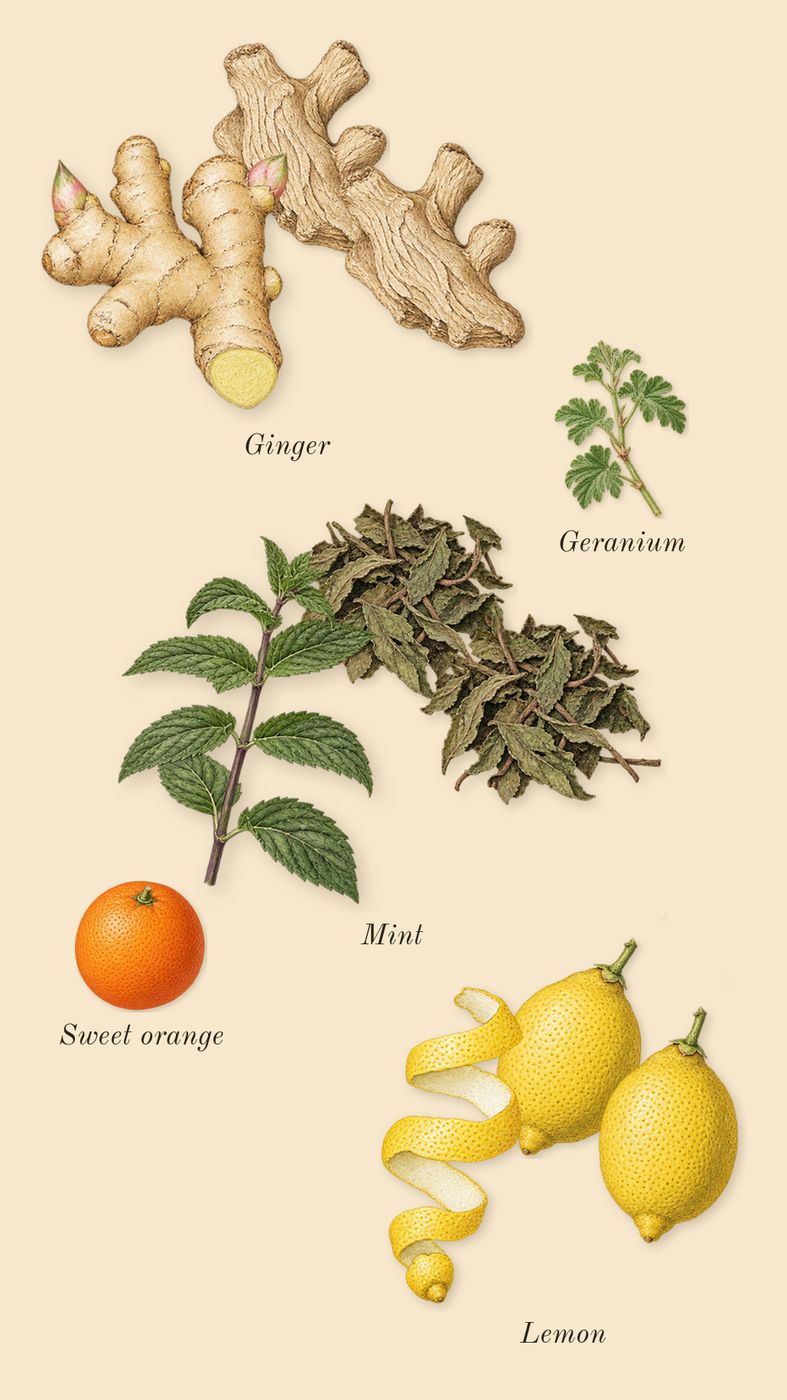 Citrus Ginger, top notes: Mint, Lemon, Ginger, Sweet orange, Geranium